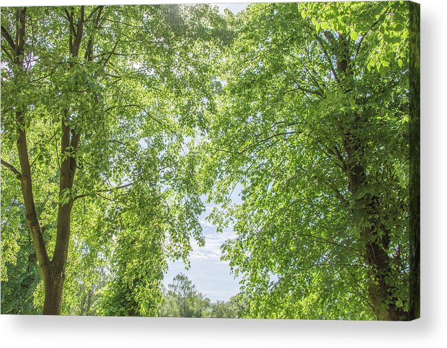 Trent Park Acrylic Print featuring the photograph Trent Park Trees Summer 2 by Edmund Peston