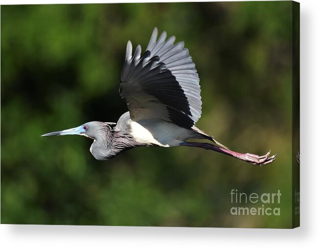 Tri Color Heron Acrylic Print featuring the photograph Tri Color Heron In Flight by Julie Adair
