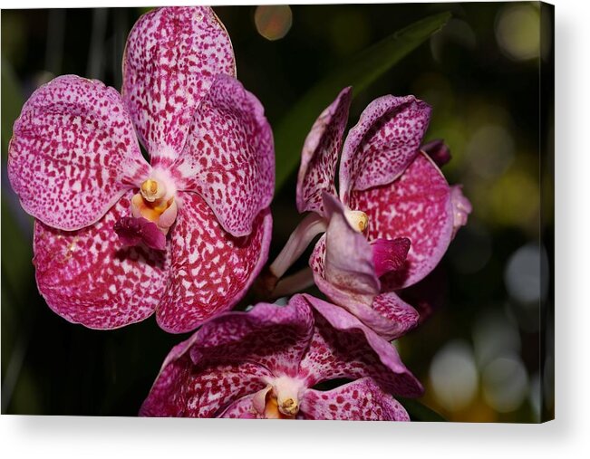 Orchid Acrylic Print featuring the photograph Tricolored Orchids and Bokeh by Mingming Jiang