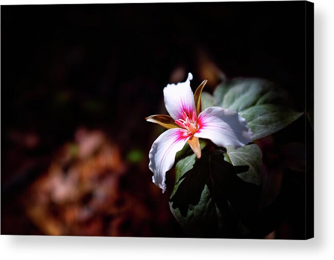 New Hampshire Acrylic Print featuring the photograph Trillium Light by Jeff Sinon