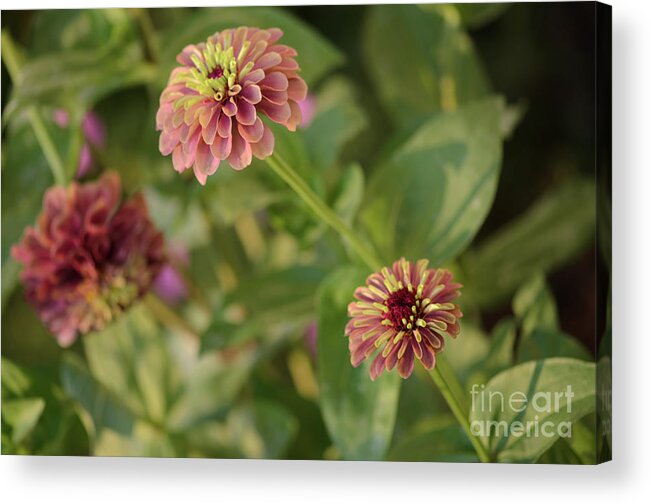 Queen Lime Red Zinnia Acrylic Print featuring the photograph Trio of Queen Lime Red Zinnias by Tamara Becker