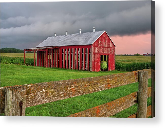 Tobacco Acrylic Print featuring the photograph Tucked in for the Night - Verum Tobacco Harvest series - 1 of 4 by Peter Herman