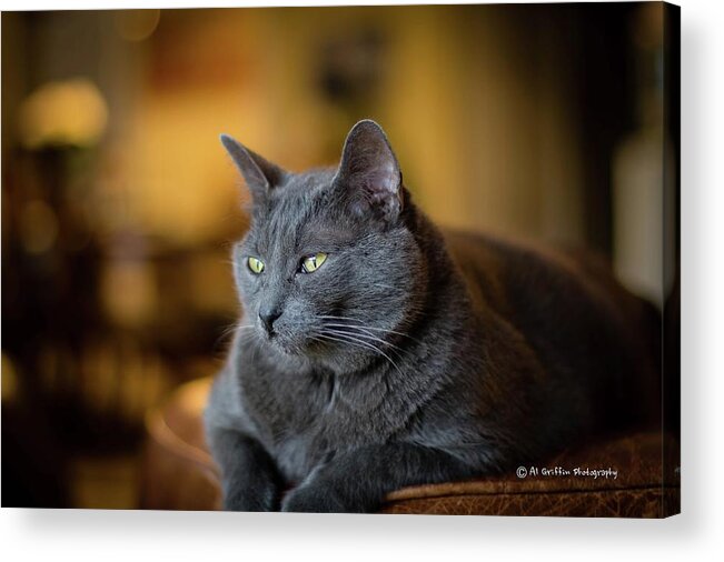 Cat Acrylic Print featuring the photograph Tucker II by Al Griffin