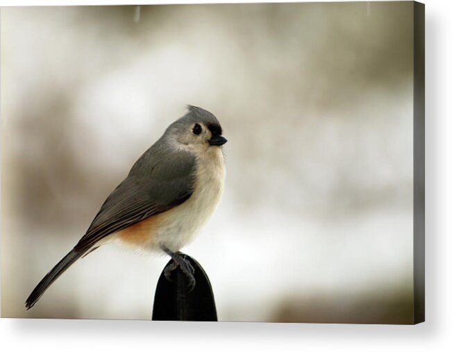 Tufted Tit Mouse Acrylic Print featuring the photograph Tufted Tit Mouse by Laurie Lago Rispoli