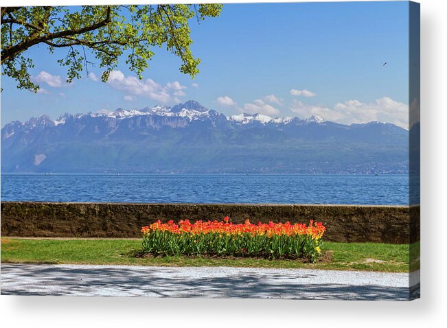 Lake Acrylic Print featuring the photograph Tulip festival in spring by day, Morges, Switzerland by Elenarts - Elena Duvernay photo