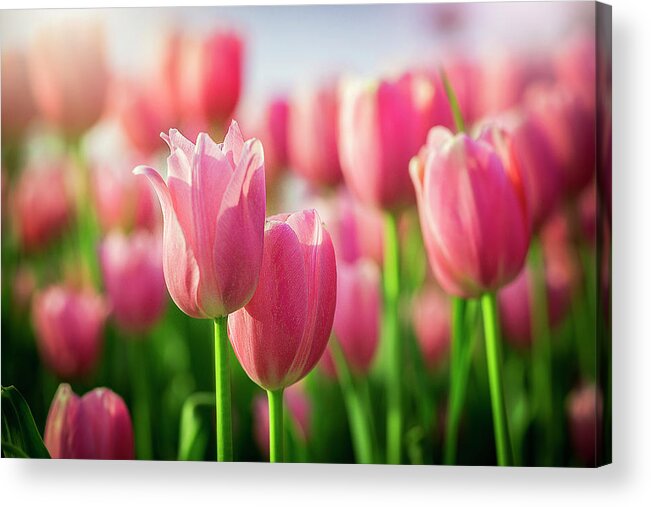  Acrylic Print featuring the photograph Tulip Heaven by Nicole Engstrom