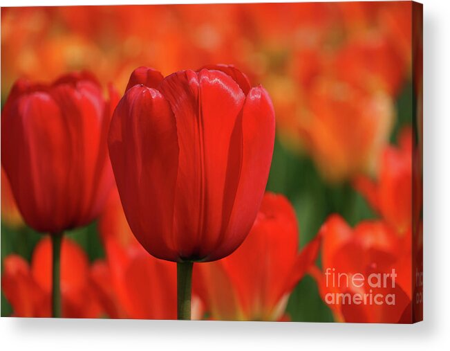 Tulip Intensity Acrylic Print featuring the photograph Tulip Intensity by Rachel Cohen