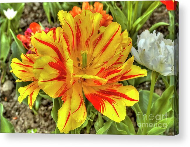 Botanical Acrylic Print featuring the photograph Tulip Monsella by Paolo Signorini