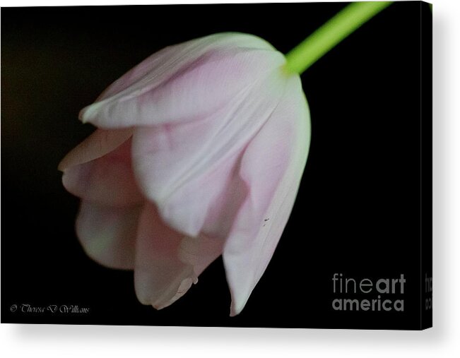 Flowers Acrylic Print featuring the photograph Tulip On Velvet by Theresa D Williams
