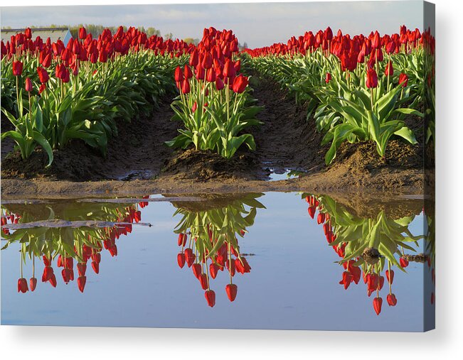 Tulips Acrylic Print featuring the photograph Tulip Reflection by Michael Rauwolf