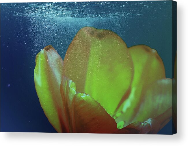 Tulip Acrylic Print featuring the photograph Tulip Underwater by Johanna Hurmerinta