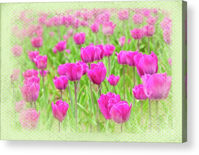 Flowers Acrylic Print featuring the photograph Tulips Laughing by Marilyn Cornwell