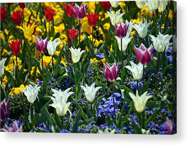 Tulips Acrylic Print featuring the photograph Tulips by Thomas Schroeder