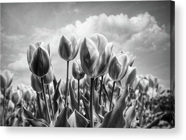 Clouds Acrylic Print featuring the photograph Tulips Waving in the Wind Black and White by Debra and Dave Vanderlaan