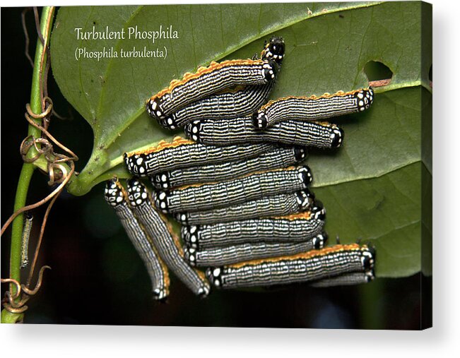 Nature Acrylic Print featuring the photograph Turbulent Phosphila Moth Caterpillars by Mark Berman