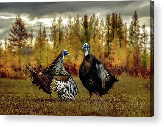 Turkey Acrylic Print featuring the photograph Turkey Face-Off by Patti Deters