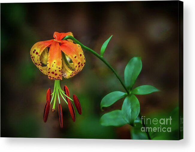 Lily Acrylic Print featuring the photograph Turks Cap Lily by Shelia Hunt