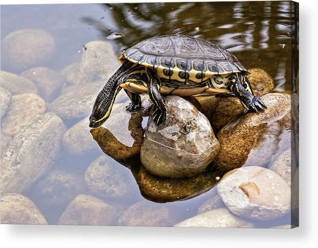 Turtle Acrylic Print featuring the photograph Turtle drinking water by Tatiana Travelways