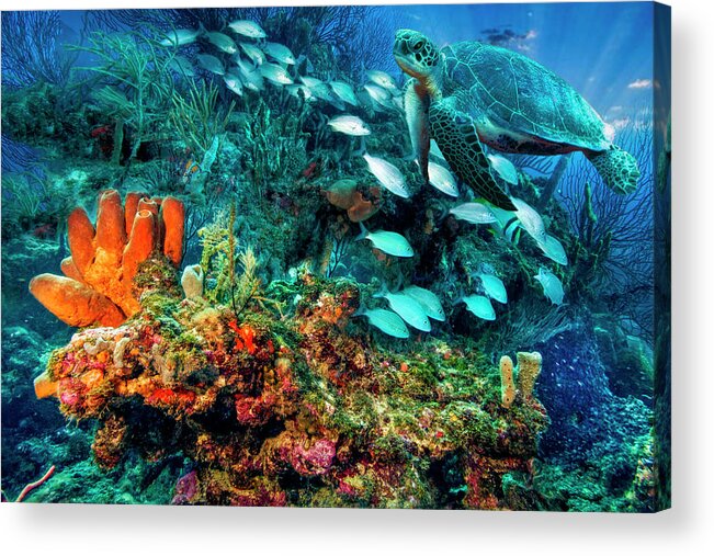 Cove Acrylic Print featuring the photograph Turtle on the Underwater Reef by Debra and Dave Vanderlaan