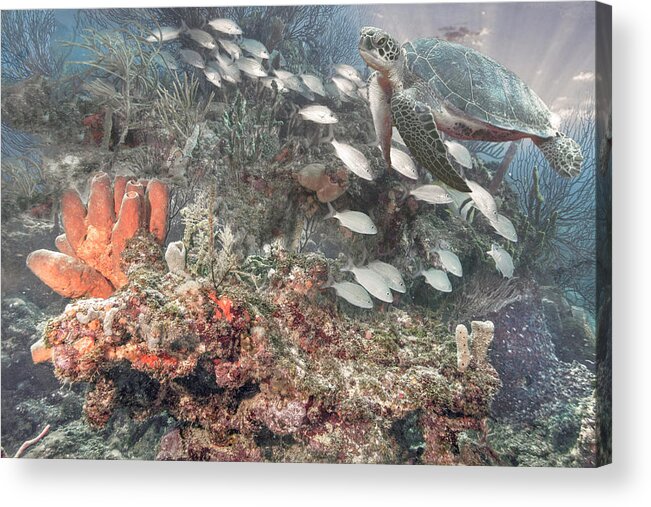 Cove Acrylic Print featuring the photograph Turtle on the Underwater Reef in Soft Tones by Debra and Dave Vanderlaan