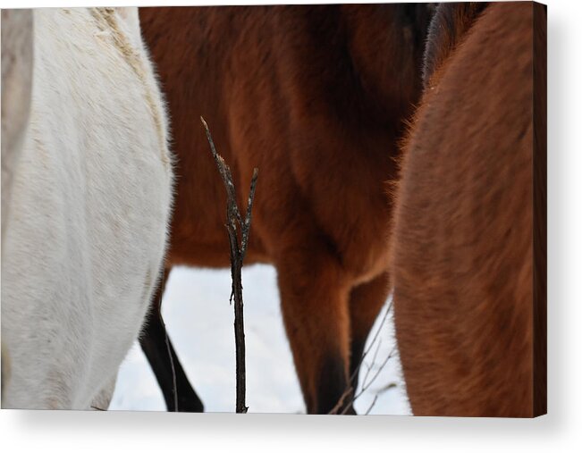 Winter Acrylic Print featuring the photograph Twig Among Steeds by Listen To Your Horse