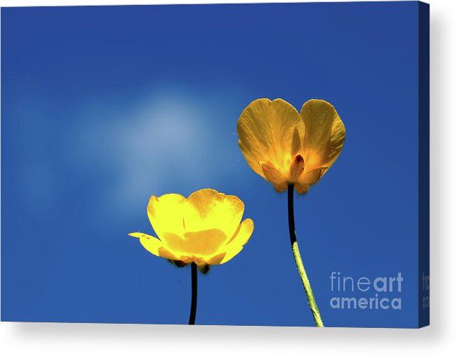 Flower Acrylic Print featuring the photograph Twin Cups by Stephen Melia