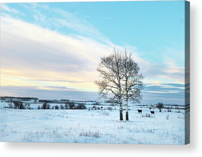 Rural Acrylic Print featuring the photograph Twin Trees In A Winter Landscape by Phil And Karen Rispin