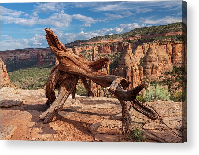 Air Acrylic Print featuring the photograph Twisted Dead treee on top of a mesa in Colorado National Monumen by Kyle Lee