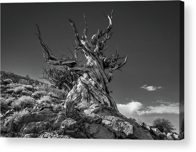 Travel Acrylic Print featuring the photograph Twisted by Peter Tellone