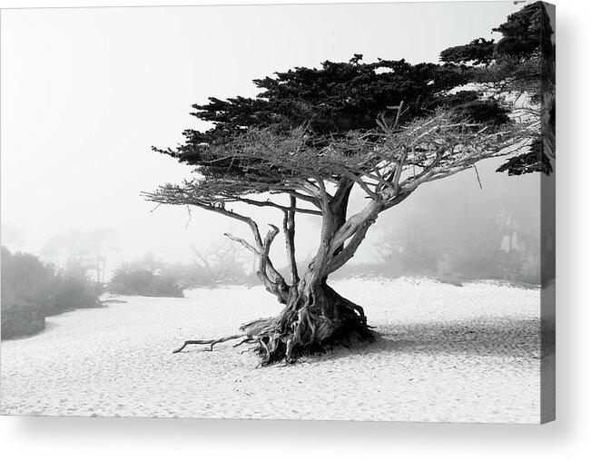 Nature Acrylic Print featuring the photograph Twisted tree at Carmel-by-the-Sea by Eyes Of CC