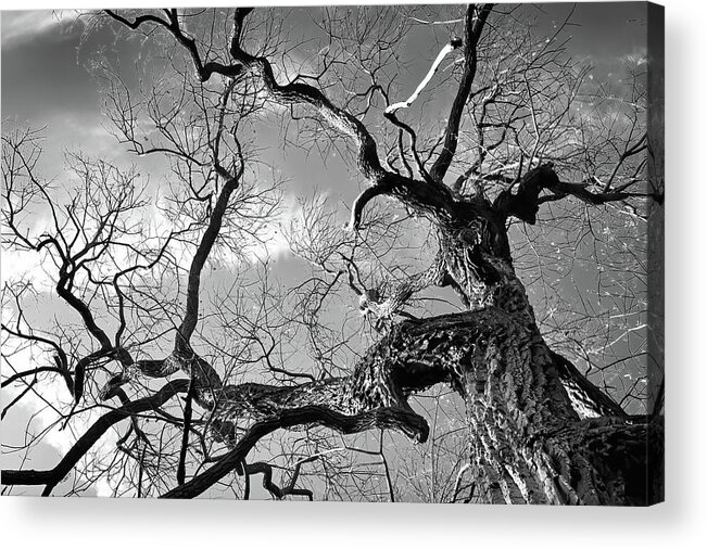 Twisted Acrylic Print featuring the photograph Twisted Trunk by Steven Nelson