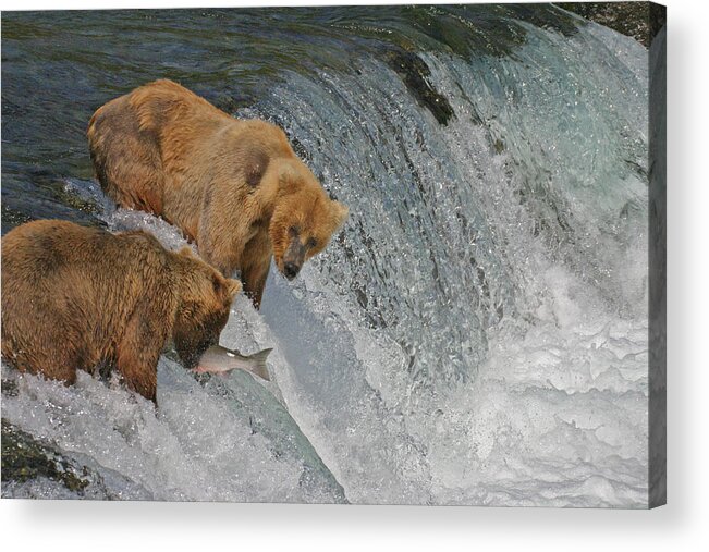 Bear Acrylic Print featuring the photograph Two Bears one catch by Ed Stokes