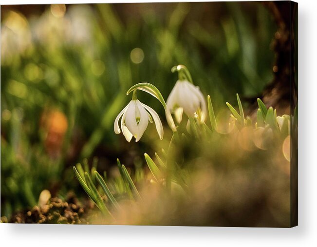 Galanthus Nivalis Acrylic Print featuring the photograph Galanthus nivalis at spring by Vaclav Sonnek