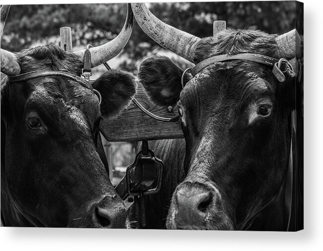 Museum Quality Acrylic Print featuring the photograph Two Bulls on parade by Bruce Davis