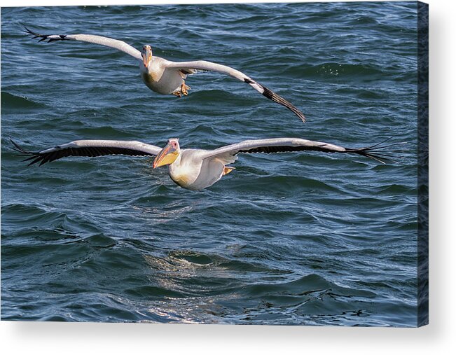 Great White Pelican Acrylic Print featuring the photograph Two Great White Pelican Flying by Belinda Greb