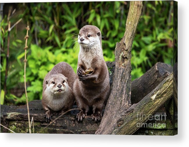 Otter Acrylic Print featuring the photograph Two Oriental small-clawed otters by Jane Rix