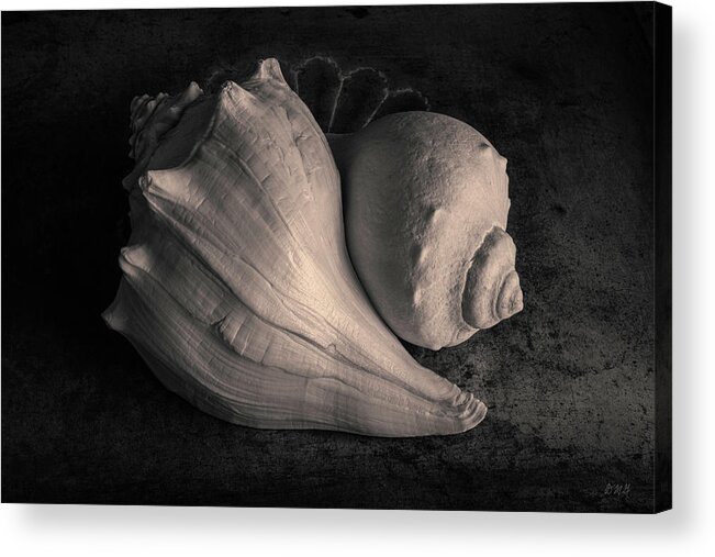 Black And White Acrylic Print featuring the photograph Two Whelk Shells Toned by David Gordon