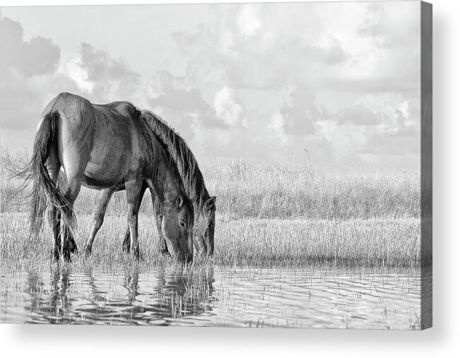 Wild Horses Of The Outer Banks Acrylic Print featuring the photograph Two Wild Horses of the Outer Banks by Bob Decker