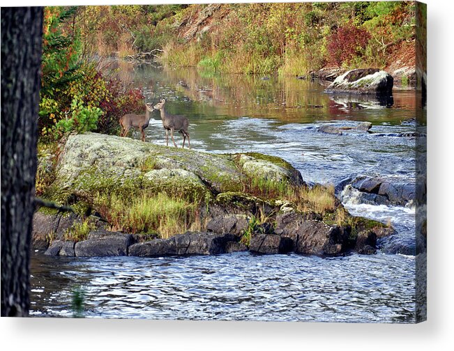 Landscape Acrylic Print featuring the photograph Two Deer_Vermillion River by Rick Hansen