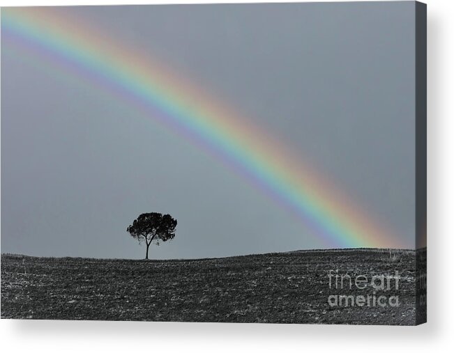 Rainbow Acrylic Print featuring the photograph Lone tree under the rainbow, Tuscany by Delphimages Photo Creations