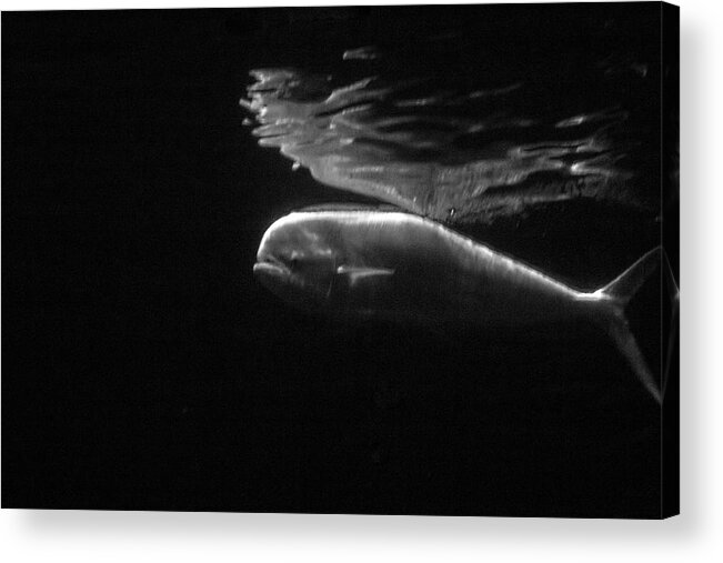 Black And White Acrylic Print featuring the photograph Under the Surface #1 by Gina Cinardo