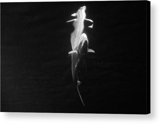 Black And White Acrylic Print featuring the photograph Under the Surface #2 by Gina Cinardo