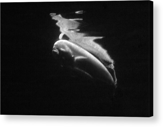 Black And White Acrylic Print featuring the photograph Under the Surface #4 by Gina Cinardo