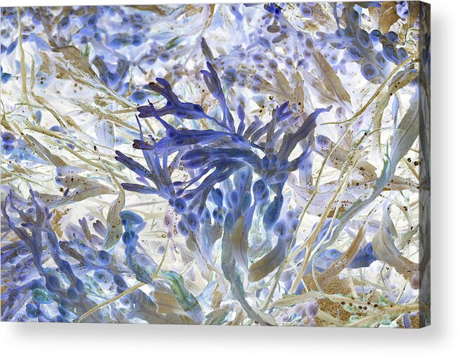 Ocean Acrylic Print featuring the photograph Underwater Blues by Missy Joy