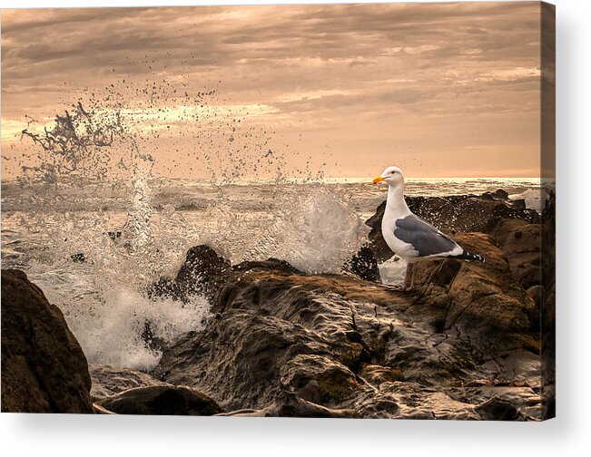Seagull Acrylic Print featuring the photograph Unfazed by Linda Villers