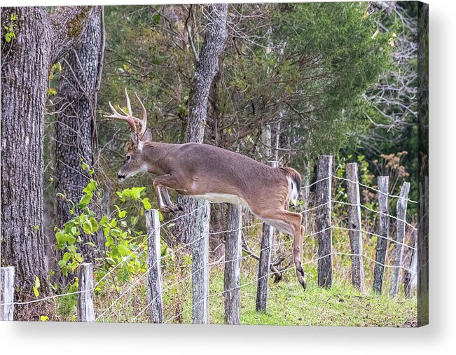  Acrylic Print featuring the photograph Up and Over by Jim Miller