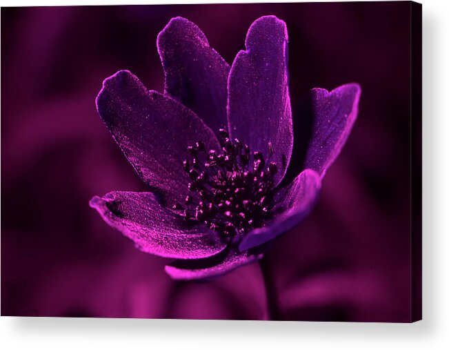 White Acrylic Print featuring the photograph Upclose with a white anemone under UV light by Maria Dimitrova