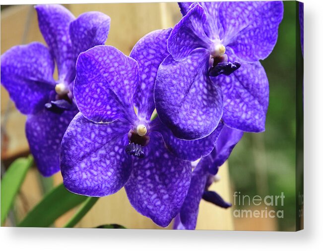 China Acrylic Print featuring the photograph Vanda Orchid II by Tanya Owens