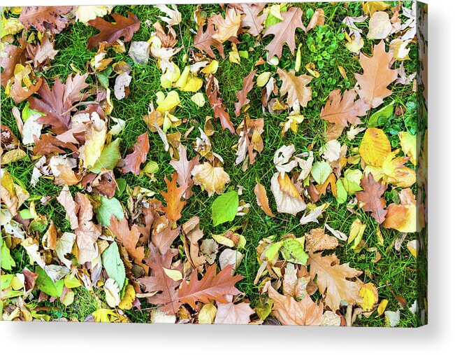 Autumn Acrylic Print featuring the photograph Various leaves fallen on grass in autumn fall by Viktor Wallon-Hars