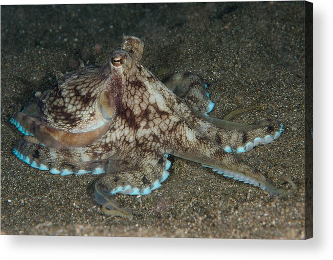 Underwater Acrylic Print featuring the photograph Veined Octopus AKA Coconut Octopus (Amphioctopus marginatus) resting on sea bottom by Sirachai Arunrugstichai